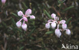 Bog-rosemary (Andromeda polifolia)