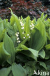 Lelietje-van-dalen (Convallaria majalis)