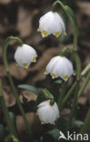 Lenteklokje (Leucojum vernum)