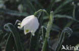 Lenteklokje (Leucojum vernum)