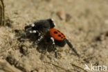 Lentevuurspin (Eresus sandaliatus)