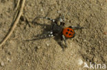 Lentevuurspin (Eresus sandaliatus)