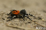 Lentevuurspin (Eresus sandaliatus)