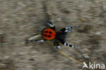 Lentevuurspin (Eresus sandaliatus)