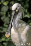 Eurasian Spoonbill (Platalea leucorodia)