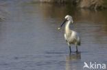 Eurasian Spoonbill (Platalea leucorodia)