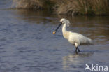 Eurasian Spoonbill (Platalea leucorodia)