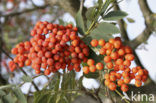 Lijsterbes (Sorbus)