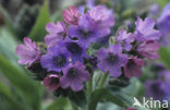 Longkruid (Pulmonaria )