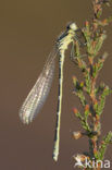 Irish Damselfly (Coenagrion lunulatum)