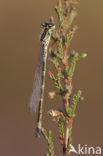 Irish Damselfly (Coenagrion lunulatum)