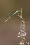 Irish Damselfly (Coenagrion lunulatum)