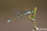 Irish Damselfly (Coenagrion lunulatum)