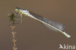 Irish Damselfly (Coenagrion lunulatum)