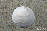 Marmerschelp (Glycymeris radiolyrata)