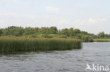 Bulrush (Scirpus lacustris)