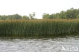 Bulrush (Scirpus lacustris)