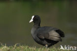 Meerkoet (Fulica atra)