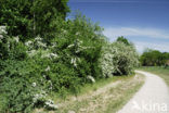 Hawthorn (Crataegus )