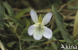 Melkviooltje (Viola persicifolia) 