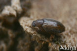 Minute Brown Scavenger Beetle (Cortinicara gibbosa)
