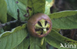 Medlar (Mespilus germanica)