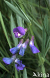 Moeraslathyrus (Lathyrus palustris)