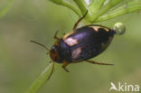 Moeraswaterroofkevertje (Hydroporus palustris)