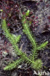 Marsh Clubmoss (Lycopodiella inundata)