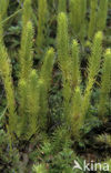 Marsh Clubmoss (Lycopodiella inundata)