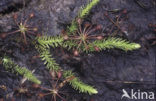 Marsh Clubmoss (Lycopodiella inundata)