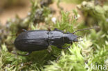 Moeraszwartschild (Pterostichus minor)