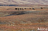 muskox (Ovibos moschatus)
