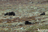 muskox (Ovibos moschatus)