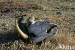 muskox (Ovibos moschatus)