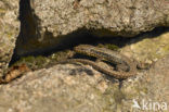 Muurhagedis (Podarcis muralis) 