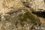 Wall Lizard (Podarcis muralis)