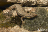 Muurhagedis (Podarcis muralis) 