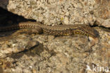 Muurhagedis (Podarcis muralis) 