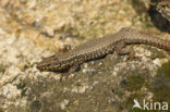 Muurhagedis (Podarcis muralis) 