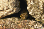 Wall Lizard (Podarcis muralis)