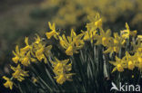 daffodil (Narcissus spec.)