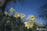daffodil (Narcissus spec.)