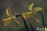 daffodil (Narcissus spec.)