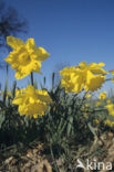 daffodil (Narcissus spec.)