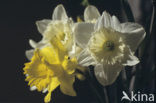 daffodil (Narcissus spec.)