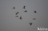 Egyptian Goose (Alopochen aegyptiaca)