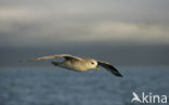 Noordse Stormvogel (Fulmarus glacialis)