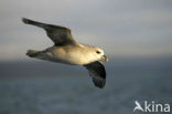 Noordse Stormvogel (Fulmarus glacialis)