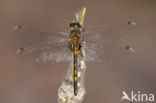 Northern White-faced darter (Leucorrhinia rubicunda)